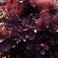 Cotinus coggyria Royal Purple, kenmerkend blad