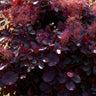 Cotinus coggyria Royal Purple