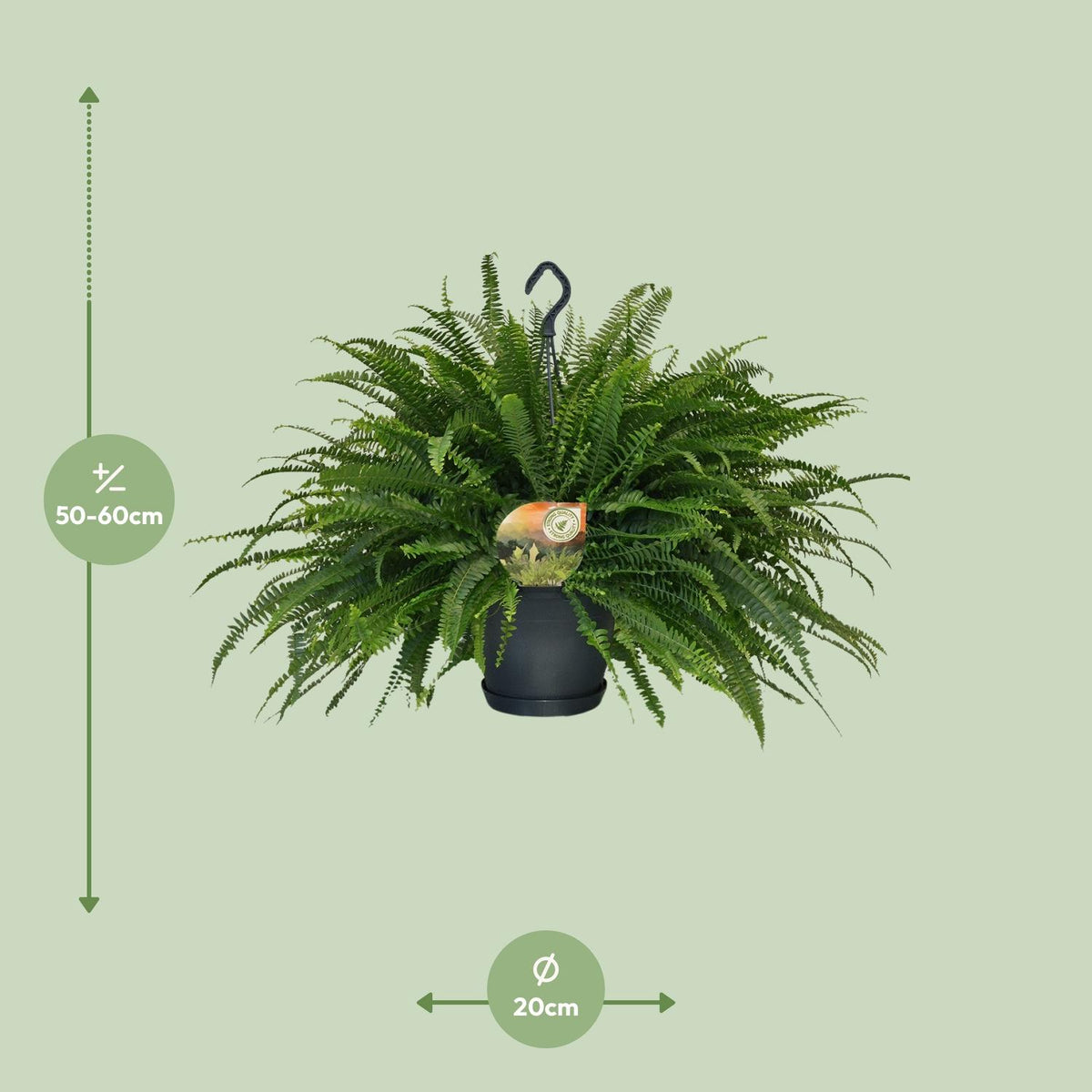Detailfoto van Nephrolepis Green Lady