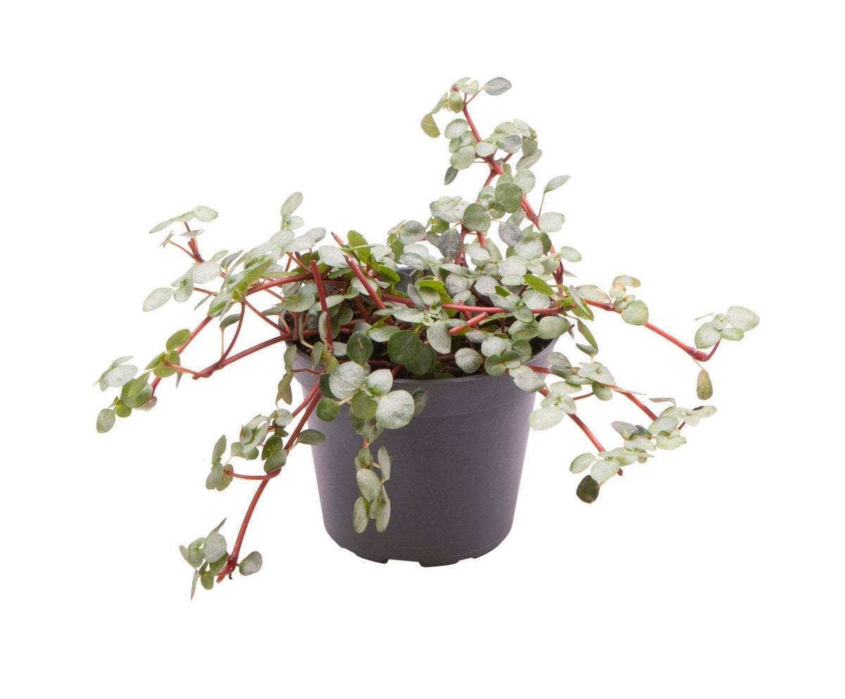 Pilea glaucophylla 'Greyzy', zilverblad, babyplant 6 cm, plant in pot