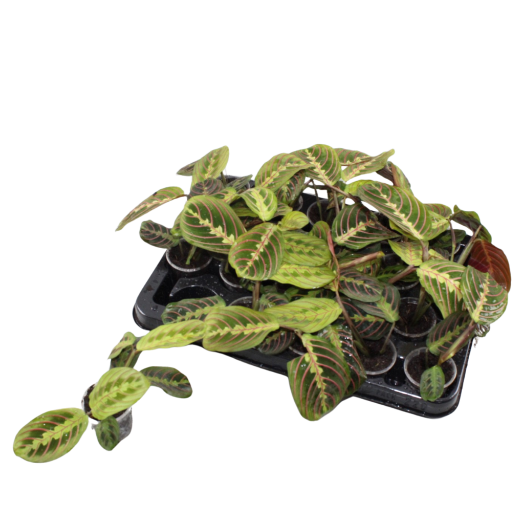 Gebedsplant Maranta 'Fascinator Tricolor', babyplant, plant in pot