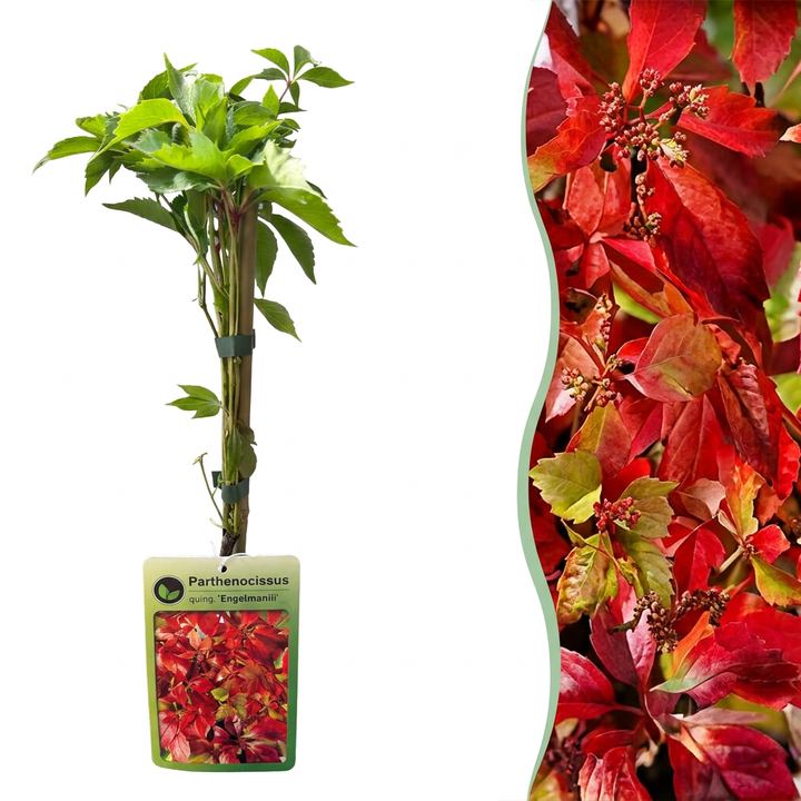 Parthenocissus quinquefolia &