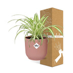 Detailfoto van Chlorophytum Comosum Variegatum in ELHO Vibes Fold 14cm roze