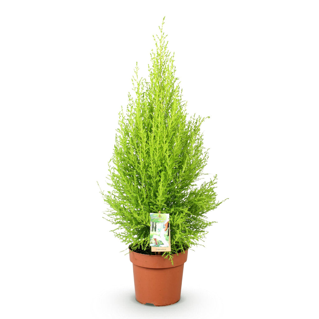 Cupressus Gold Crest Wilma, kenmerkend blad