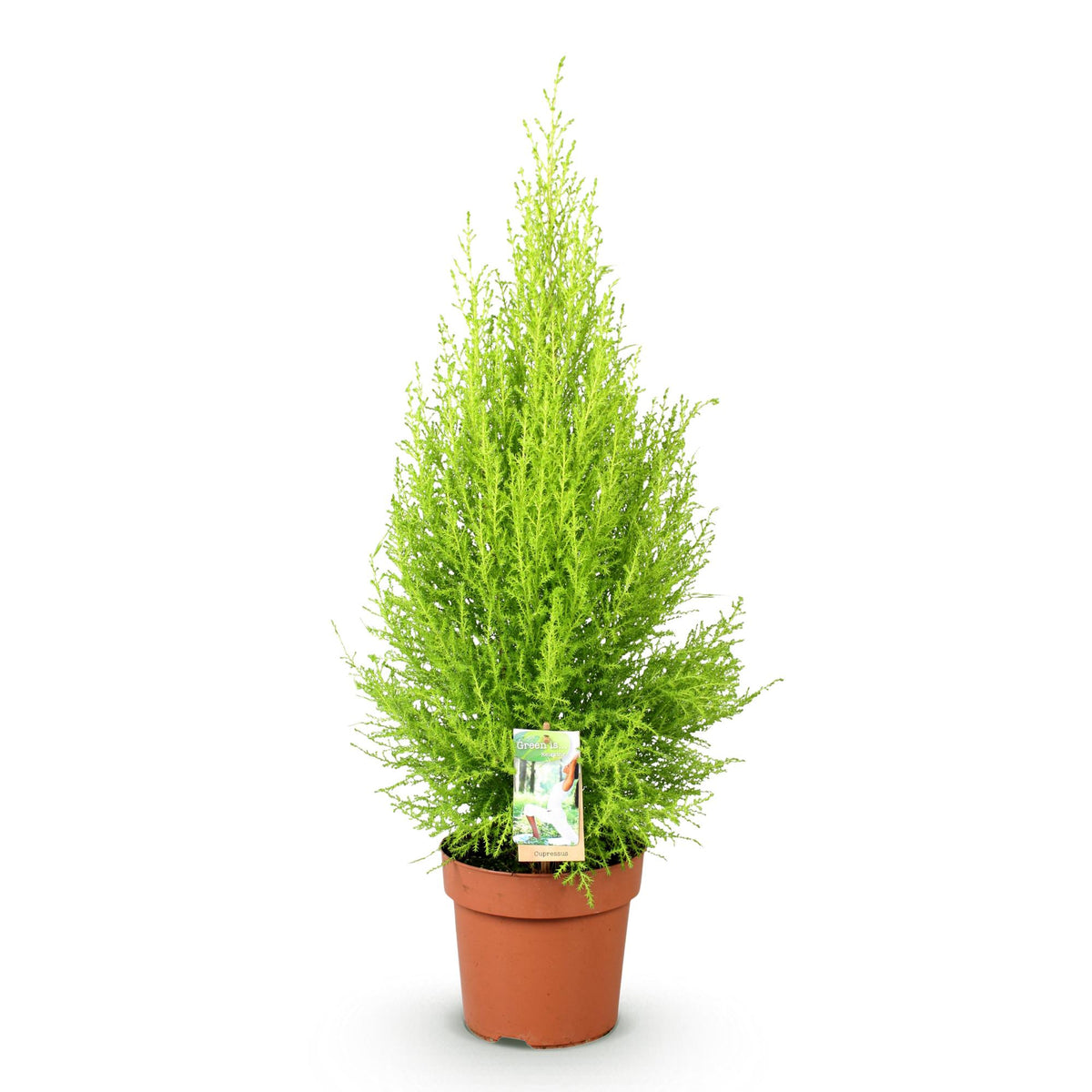 Cupressus Gold Crest Wilma, kenmerkend blad