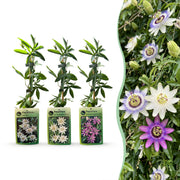 Passiebloem tricolour mix, driekleurig