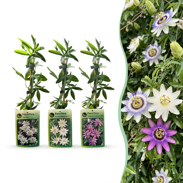 Passiebloem tricolour mix, driekleurig