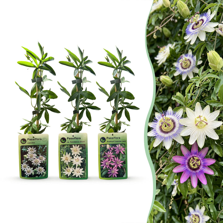 Passiebloem tricolour mix, driekleurig