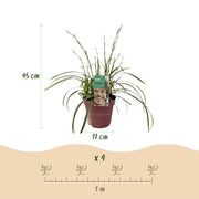 Carex morrowii Ice Dance, 50 cm hoog