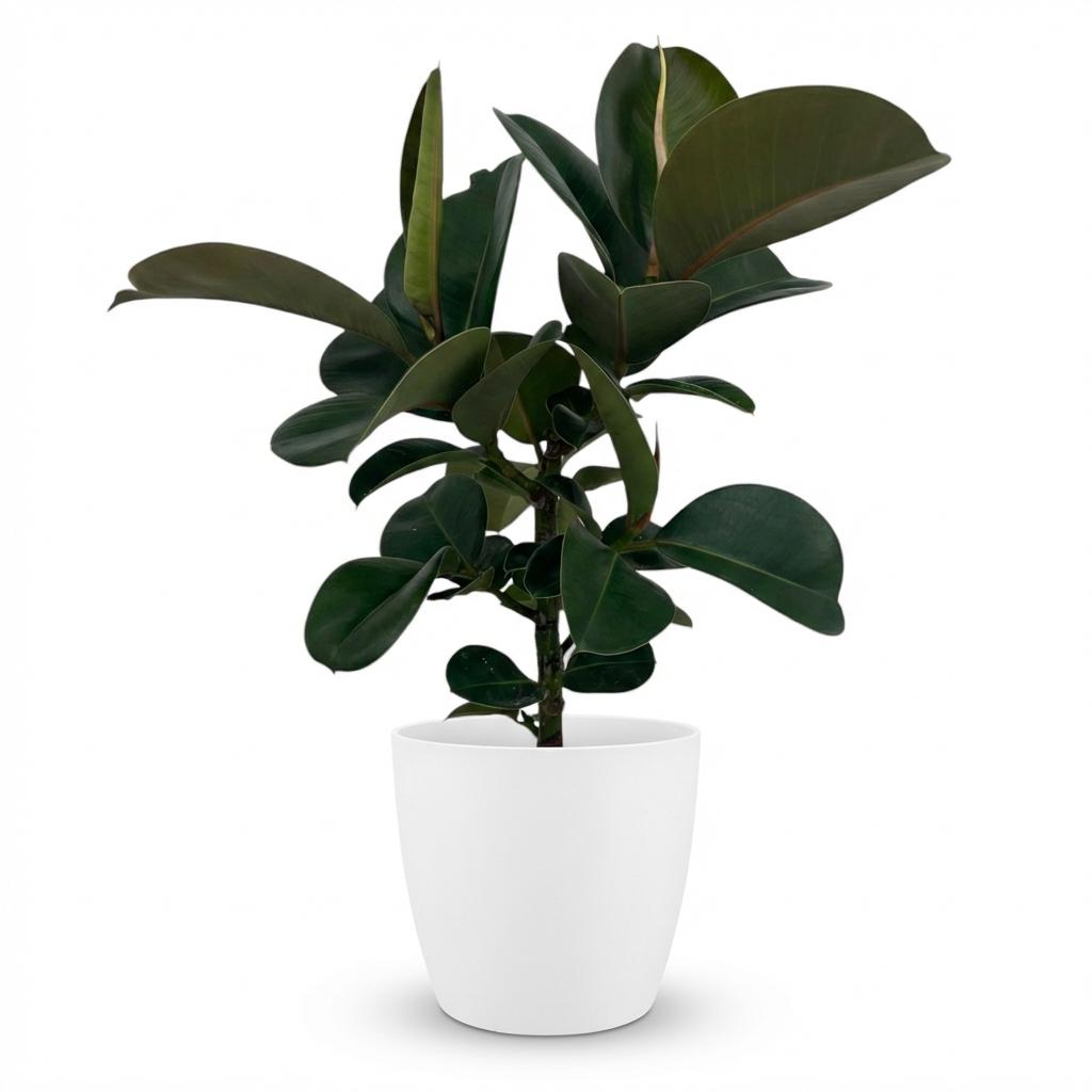 Rubberplant (Ficus Elastica Cloe), detail van het blad