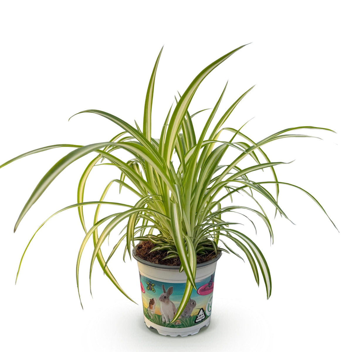 Graslelie, plant in pot