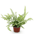 Pteris cretica Albolineata, compacte plant