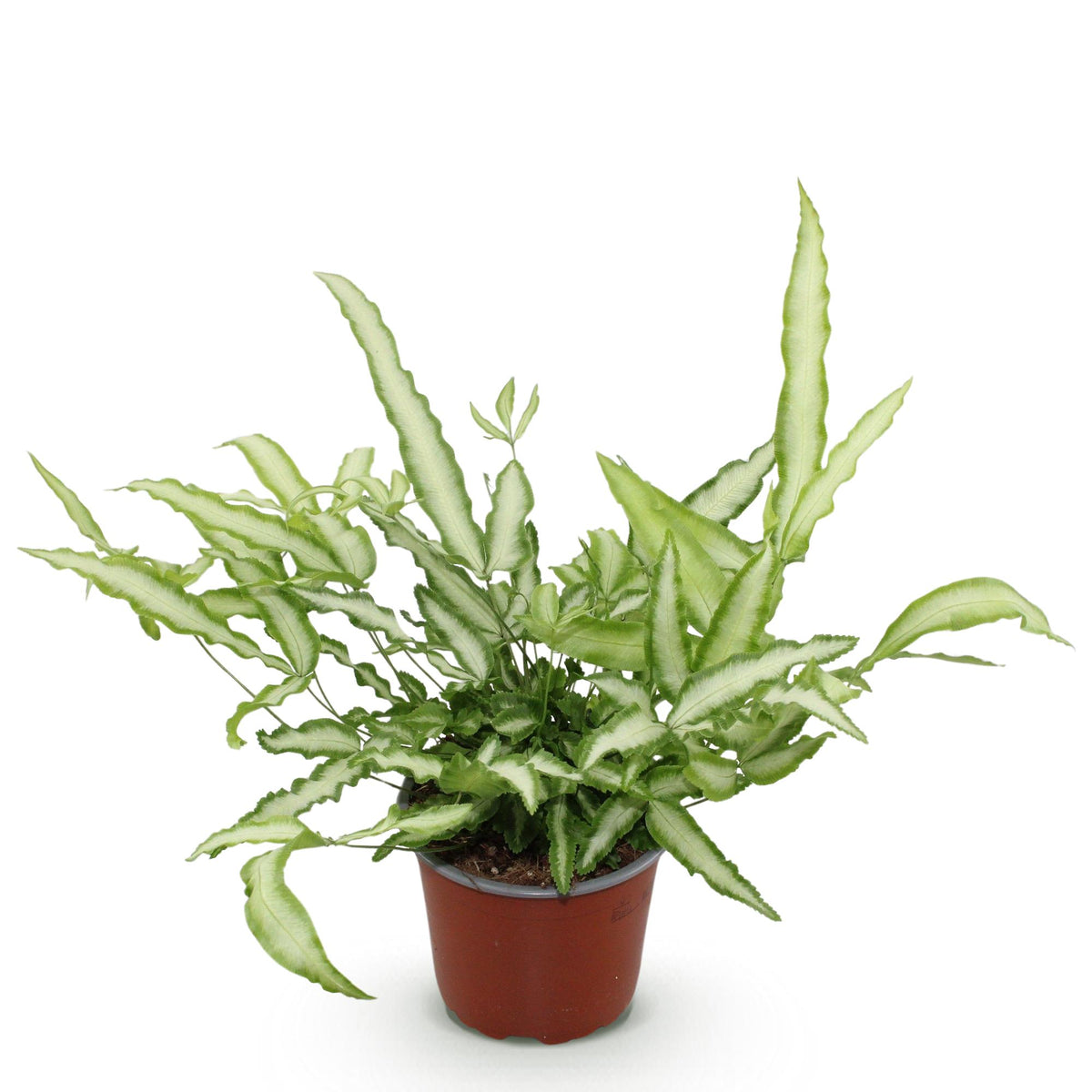 Pteris cretica Albolineata, compacte plant