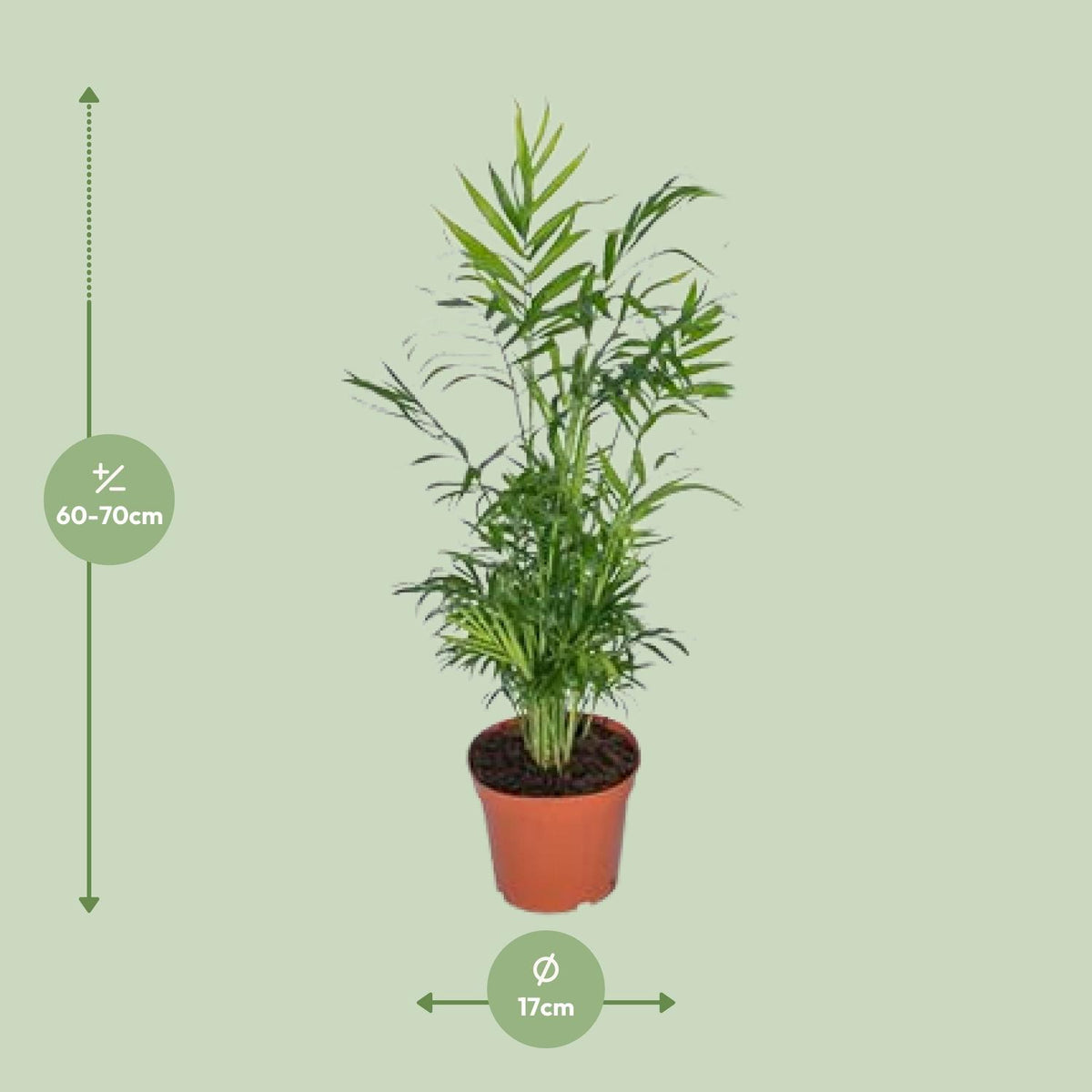 Detailfoto van Chamaedorea elegans, Mexicaanse bergpalm, 55 cm hoog