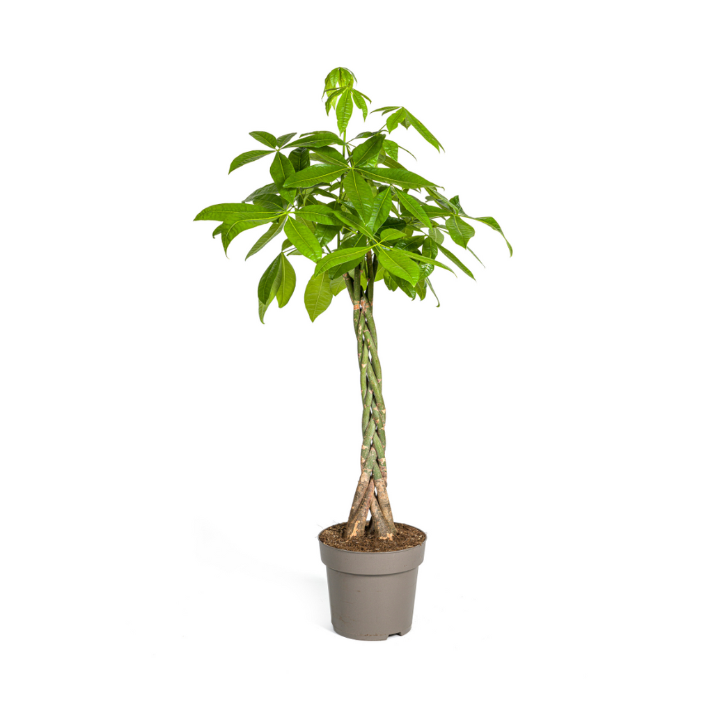 Pachira Aquatica, kenmerkend blad