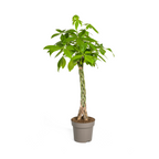 Pachira Aquatica, kenmerkend blad