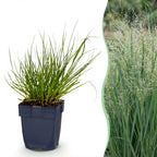 Panicum virg. Northwind - Prairiegraan - Met Pluim, plant voor tuin en border