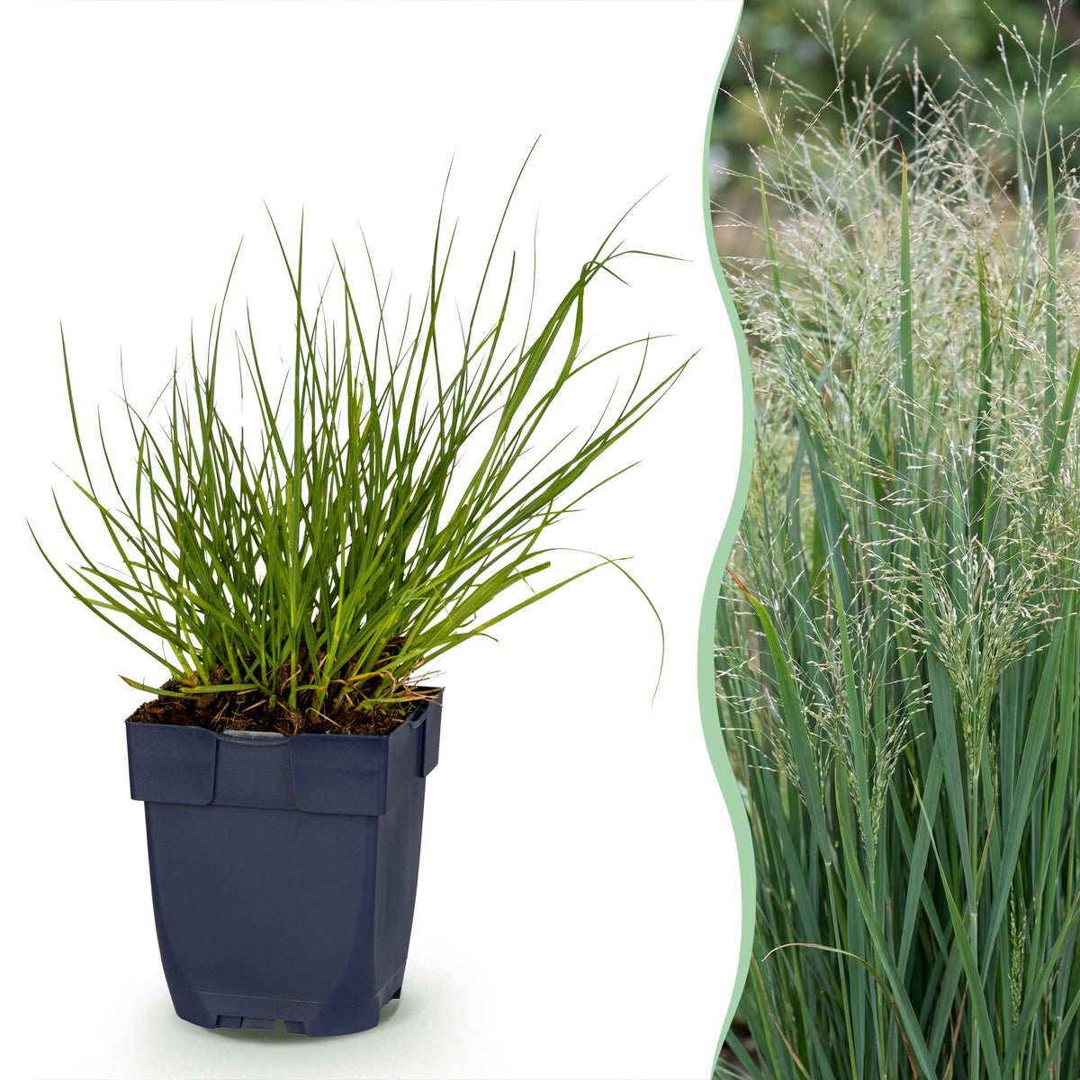 Panicum virg. Northwind - Prairiegraan - Met Pluim, plant voor tuin en border