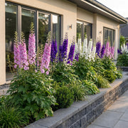 Ridderspoor Tricolour, 24x met paarse, roze en witte bloemen