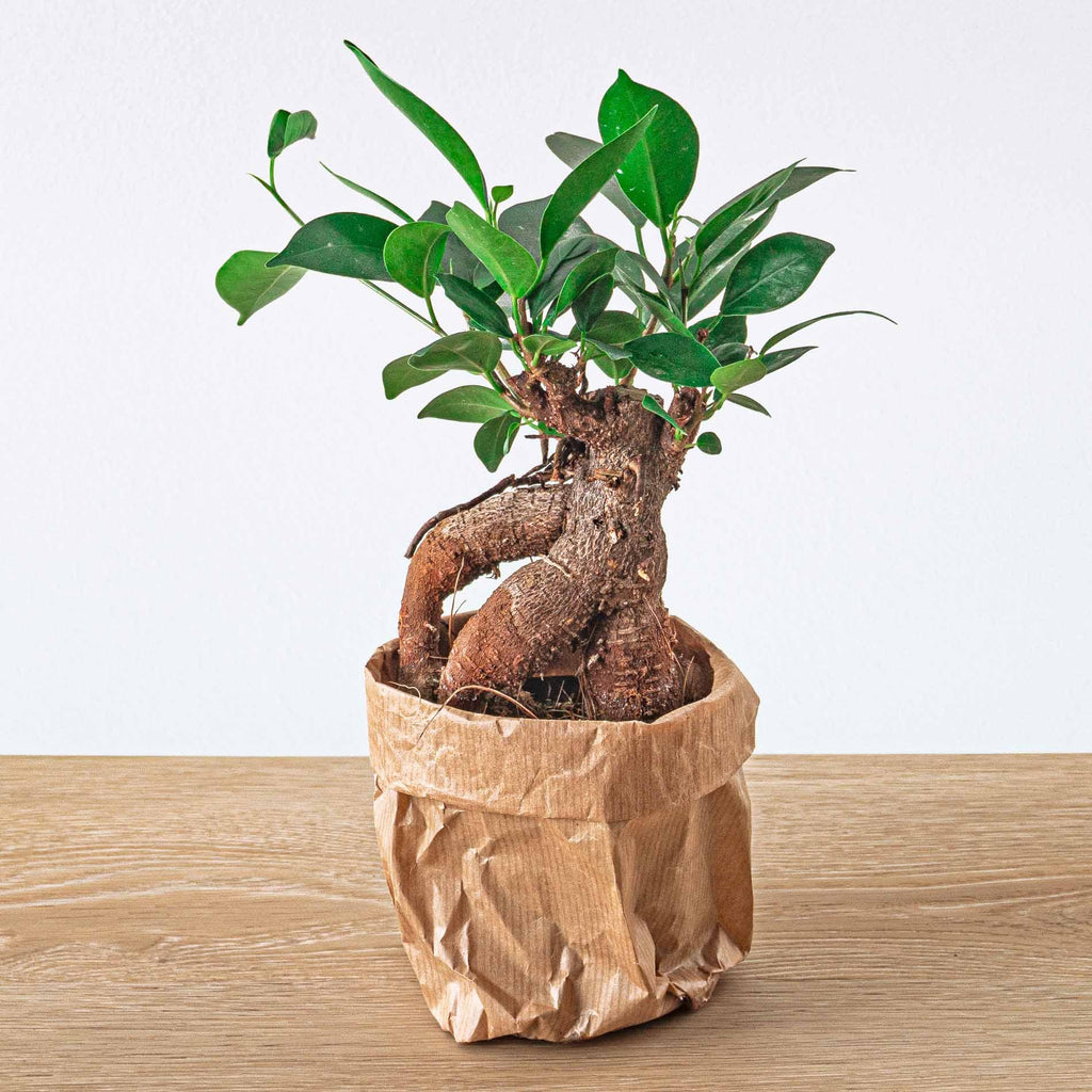 Ficus microcarpa 'Ginseng', bonsai met dikke wortelstam, plant in pot