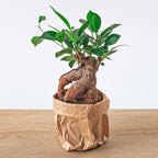 Ficus microcarpa 'Ginseng', bonsai met dikke wortelstam, plant in pot