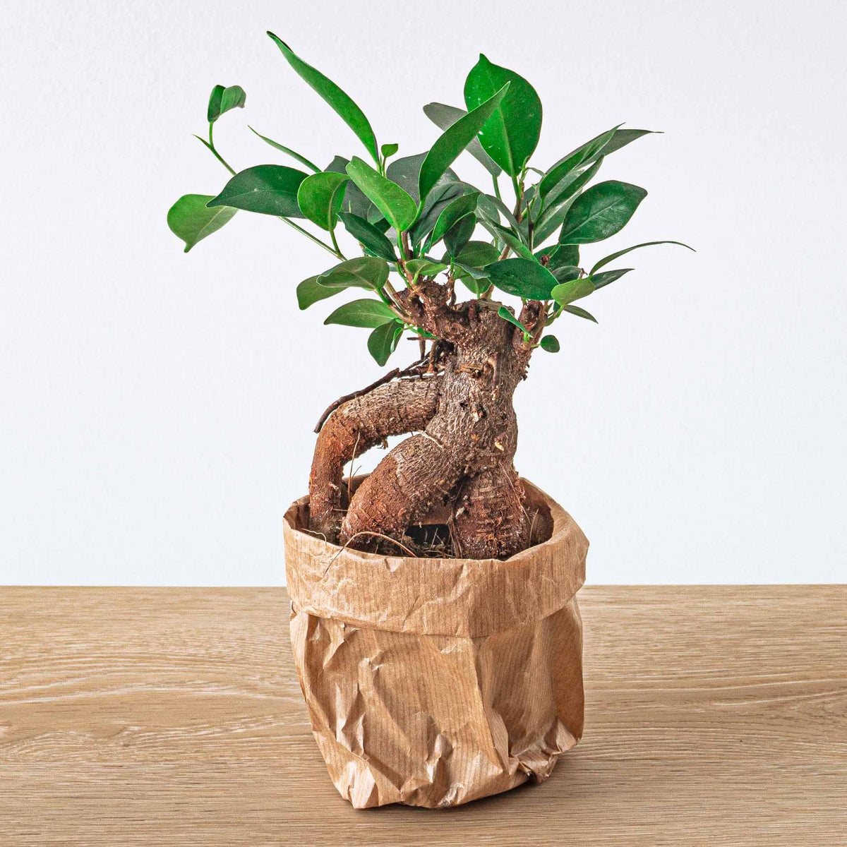 Ficus microcarpa 'Ginseng', bonsai met dikke wortelstam, plant in pot