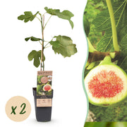 Ficus carica Brown Turkey