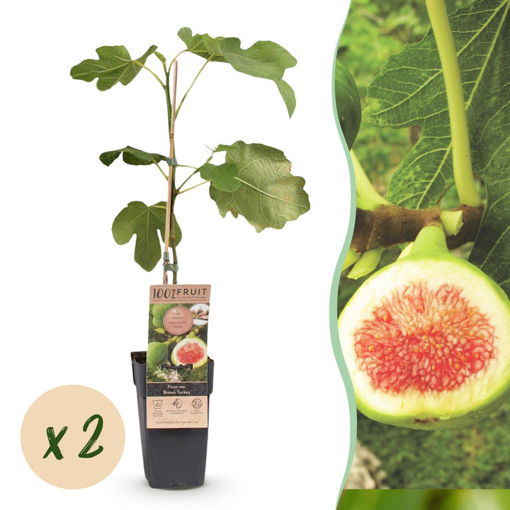 Ficus carica Brown Turkey