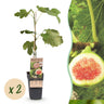 Ficus carica Brown Turkey