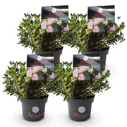 Rhododendron Bloombux &