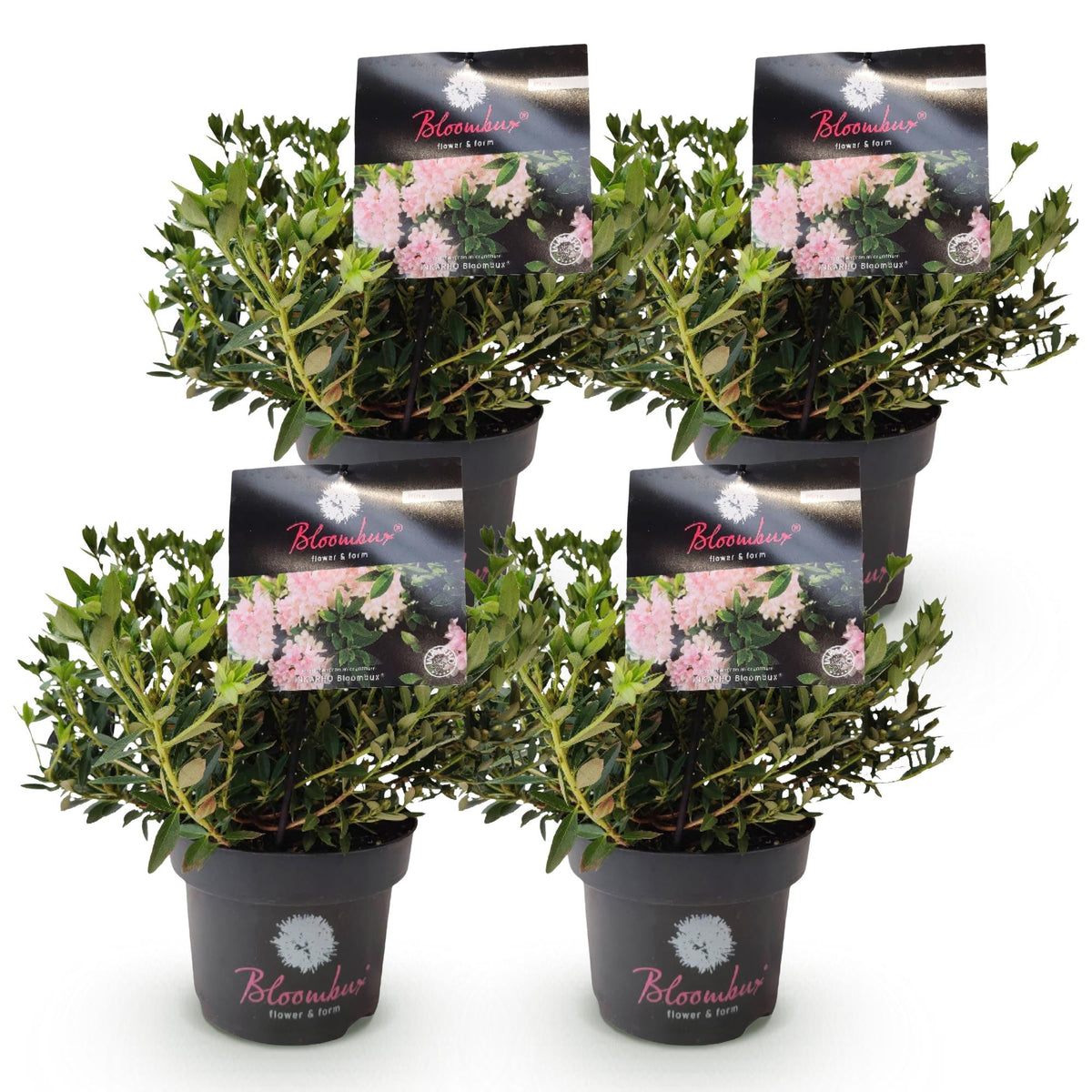 Rhododendron Bloombux 'Light Pink', buxusvervanger, kenmerkend blad