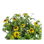 Rudbeckia Fulgida Little, detail van het blad