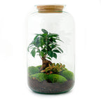 Detailfoto van DIY terrarium - Sven Bonsai - Met complete gereedschapsset