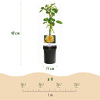 Rosa Rainbow, groene bladeren