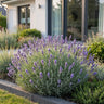 Lavandula ang. Dwarf Blue - Lavendel - Geurend - Paars