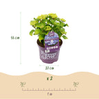 Hortensia Hydrangea Forever & Ever blauw, groene bladeren