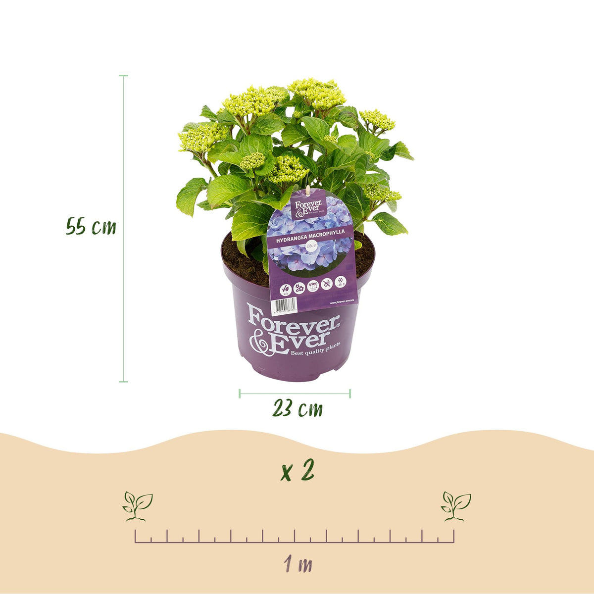 Hortensia Hydrangea Forever & Ever blauw, groene bladeren