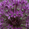 Sierui Allium 'Miami' bloembollen, paars