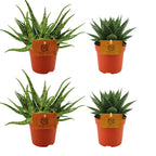Productfoto van 2x Aloe Spider + 2x Gasteria Hybride Aurora - 4 stuks