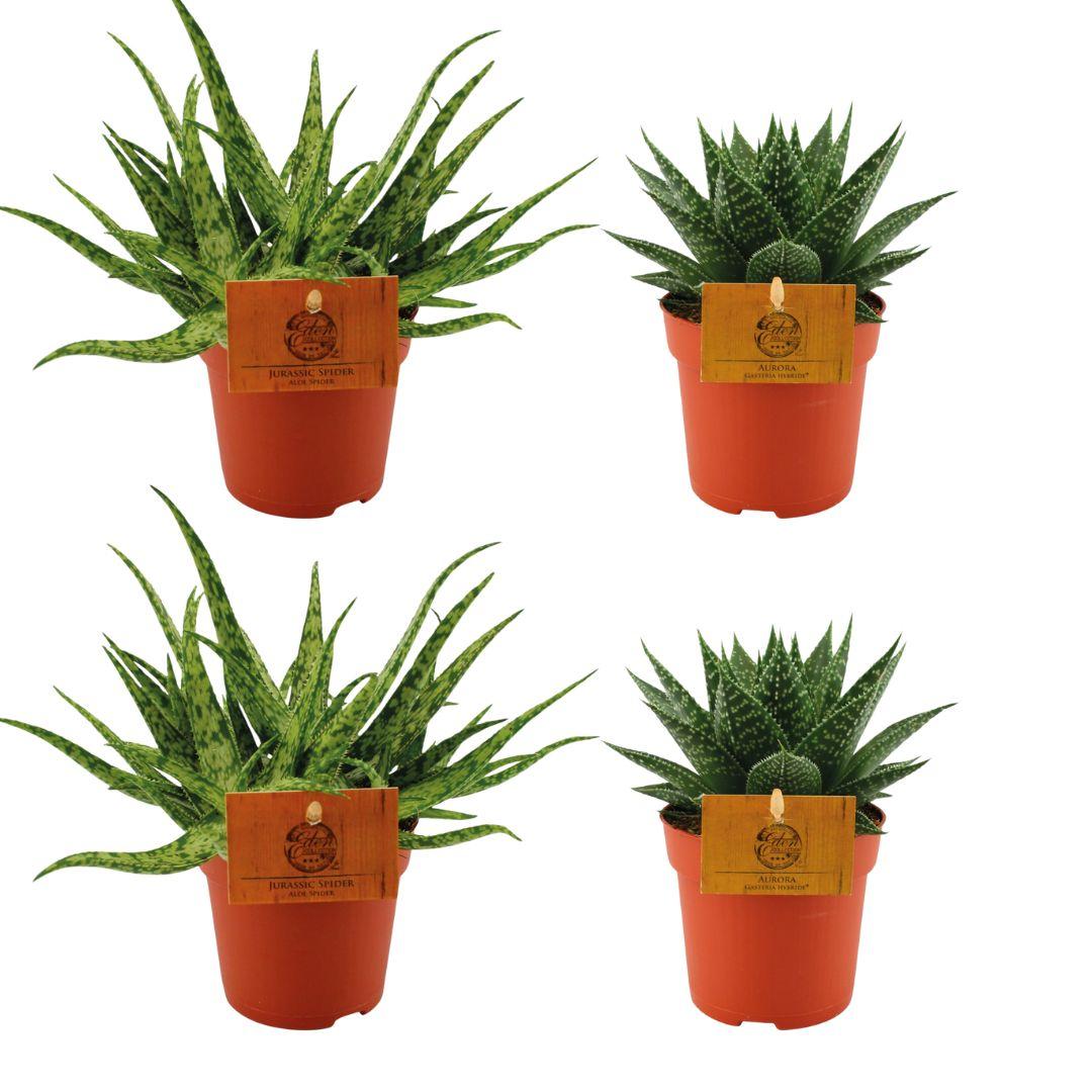 Productfoto van 2x Aloe Spider + 2x Gasteria Hybride Aurora - 4 stuks