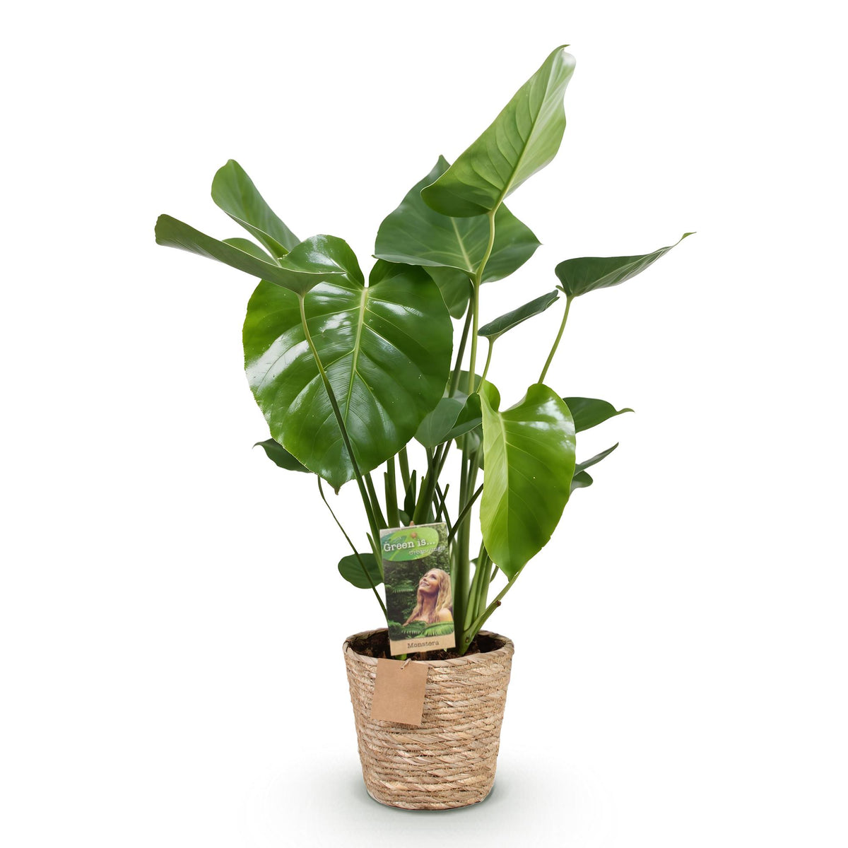 Monstera Deliciosa met mand, 50-55 cm hoog, kenmerkend blad