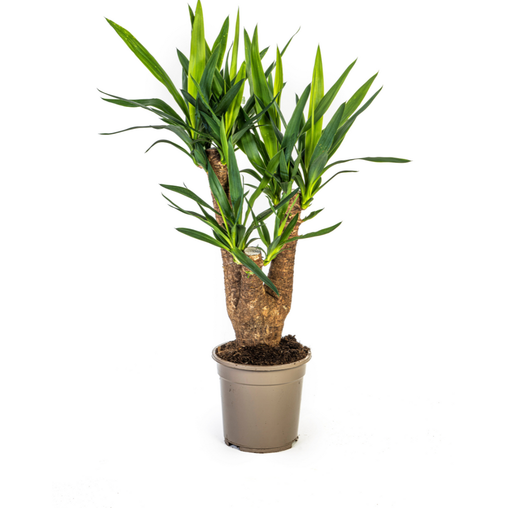 Yucca Elephantipes Vertakt, plant in pot