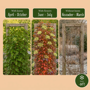 Parthenocissus tricuspidata &
