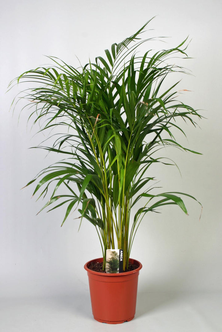 Dypsis Lutescens (Areca)