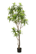 Productafbeelding van Pureplant
