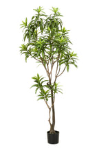 Productafbeelding van Pureplant