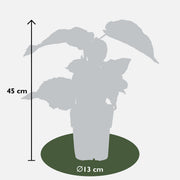 Actinidia delciosioa &
