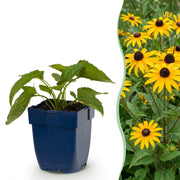 Rudbeckia fulg. Goldsturm - Gele zonnehoed - Geel - 6 Planten