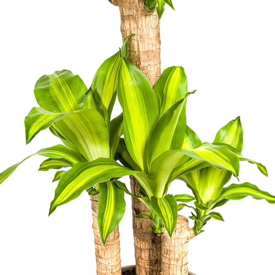 Dracaena Fragrans Massangeana met mand, kenmerkend blad