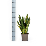 Sansevieria Trifasciata Futura Superba